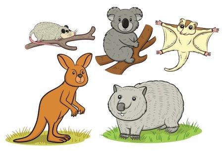 Животные Австралии