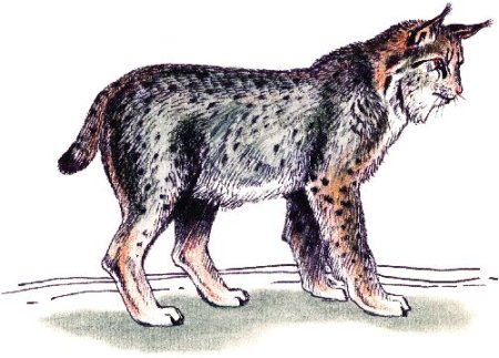 Красная книга Нижегородской области животных рисунок