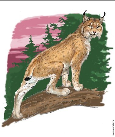 Какие животные обитают в Нижегородской области