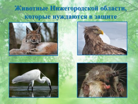 Животное из красной книги Нижегородской области