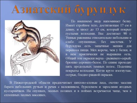 Мир заповедной природы для дошкольников