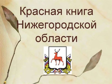 Рисунок лисы