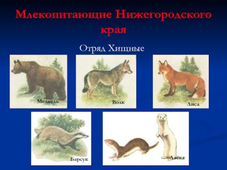 Животные и птицы Нижегородской области