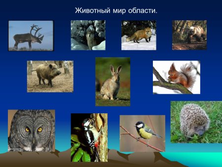 Лебедь шипун красная книга