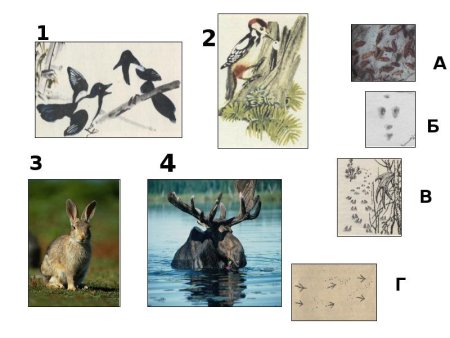 Выдра Речная рисунок