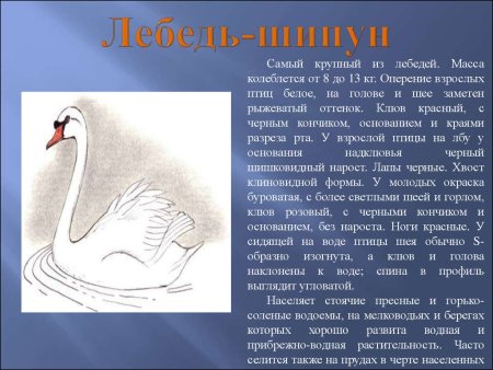 Животный мир Нижегородской области