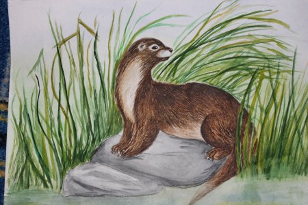 Рисунок на тему красная книга