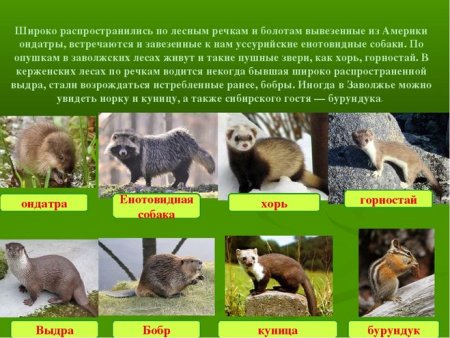 Рисунок на тему животный мир