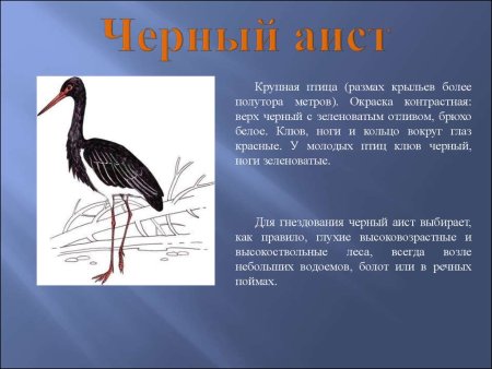 Животные которые занесены в красную книгу Нижегородской области