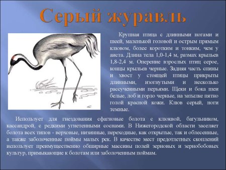 Белый Аист Нижегородская область красная книга