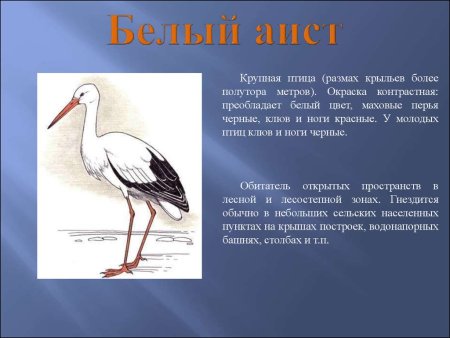 Бурундук рисунок