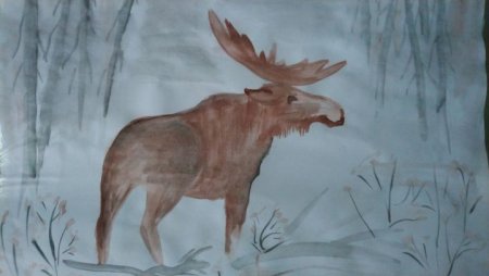 Дикие звери Карелии для детей