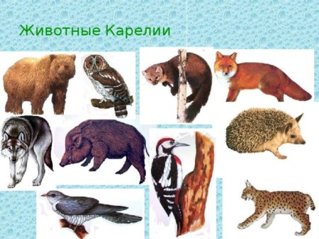 Животные Карелии список