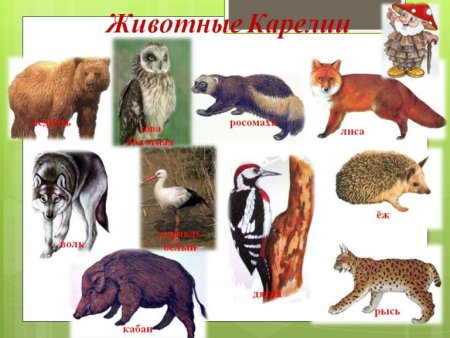 Животные красной книги Карелии