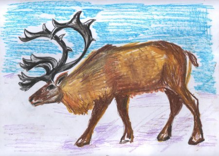 Новоземельский Северный олень красная книга