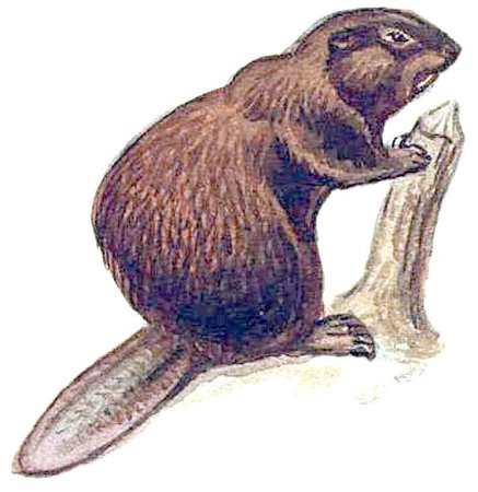 Бобр для детей