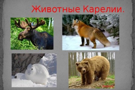 Редкие животные Карелии