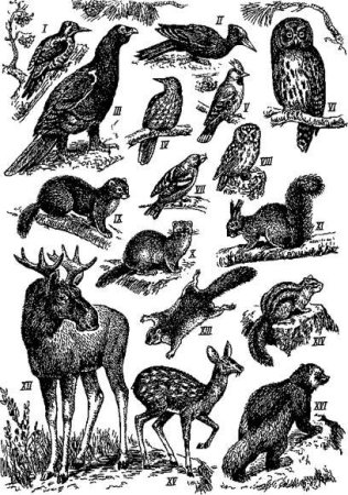 Представители фауны