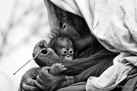 Mothers Love by
