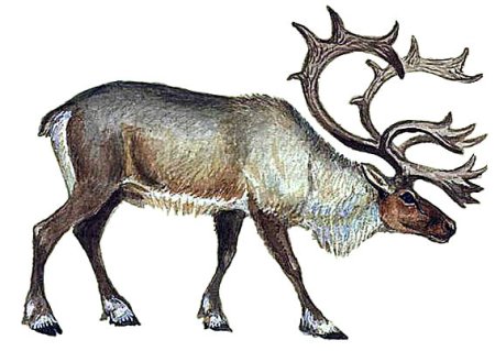 Белочка рисунок