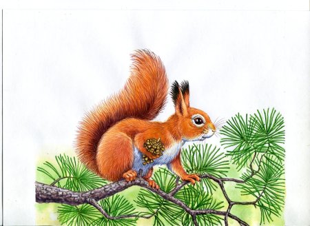 Раскраска Белочка на дереве