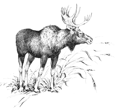 Енот раскраска