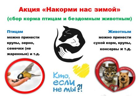 Акция Накорми бездомных животных