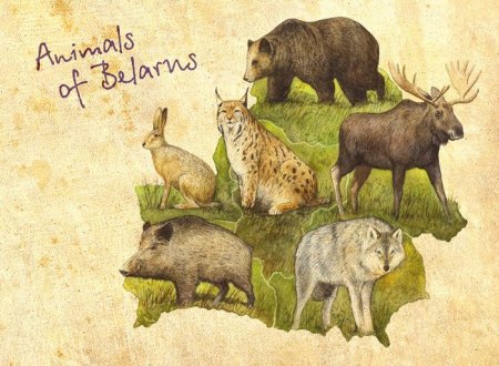 Животный мир Беларуси