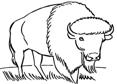 Бизон раскраска