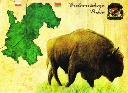 Беловежская пуща ЗУБР рисунок