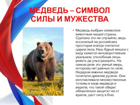 Медведи Синвел России?