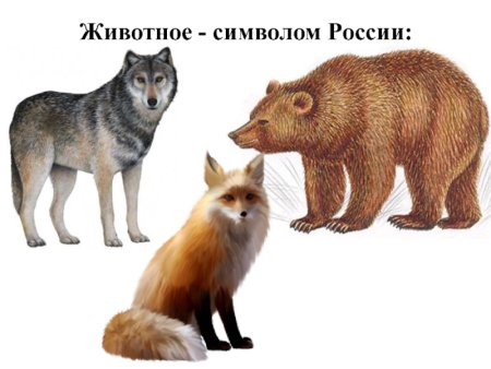 Очковый медведь раскраска