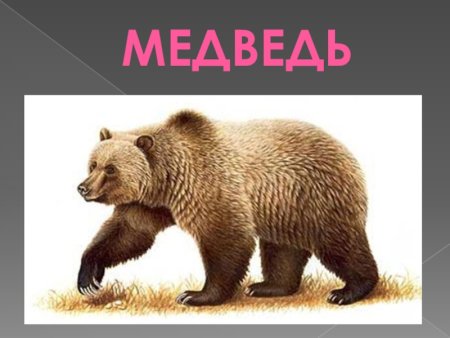 Медведь для вставки