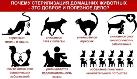Стерилизуй домашних животных
