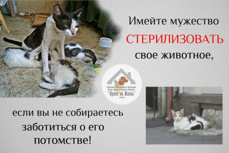 Стерилизация бездомных кошек