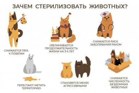 Зачем стерилизовать животных