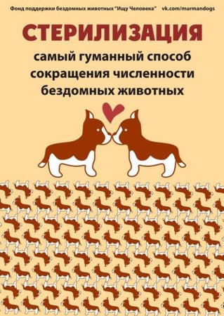 Стерилизация кастрация бездомных животных