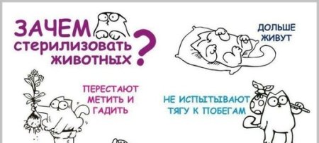 Зачем нужна стерилизация животных