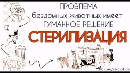 Стерилизация бездомных животных