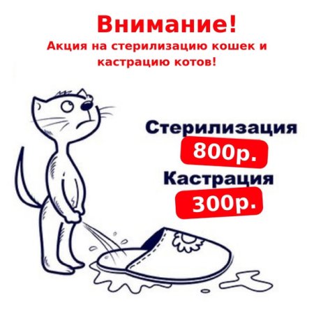 Акция на кастрацию и стерилизацию