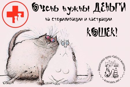 Сбор на стерилизацию кошек