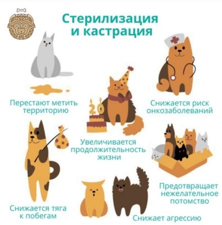Стерилизация и кастрация животных