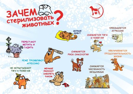 Зачем стерилизовать животных