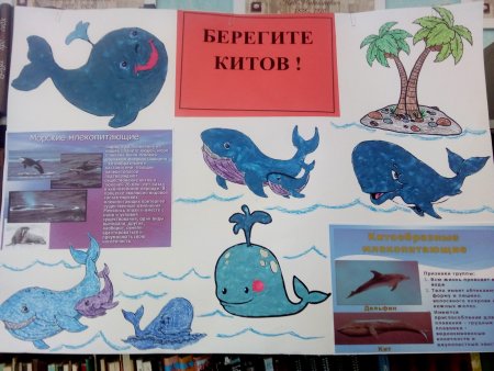 Морские обитатели для детей акула и Дельфин