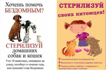 Стерилизуйте кошек и собак
