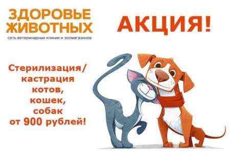 Акция стерилизация кошек