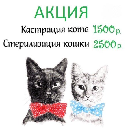 Акция на кастрацию и стерилизацию
