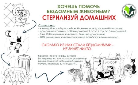 Стерилизация бездомных животных