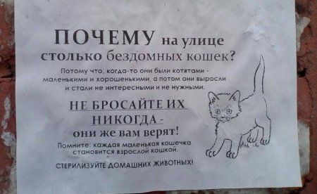 Объявление о стерилизации животных