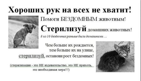 Стерилизация бездомных животных